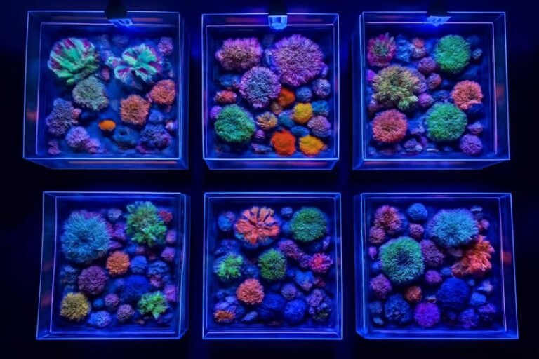 nano reef tank upgrades